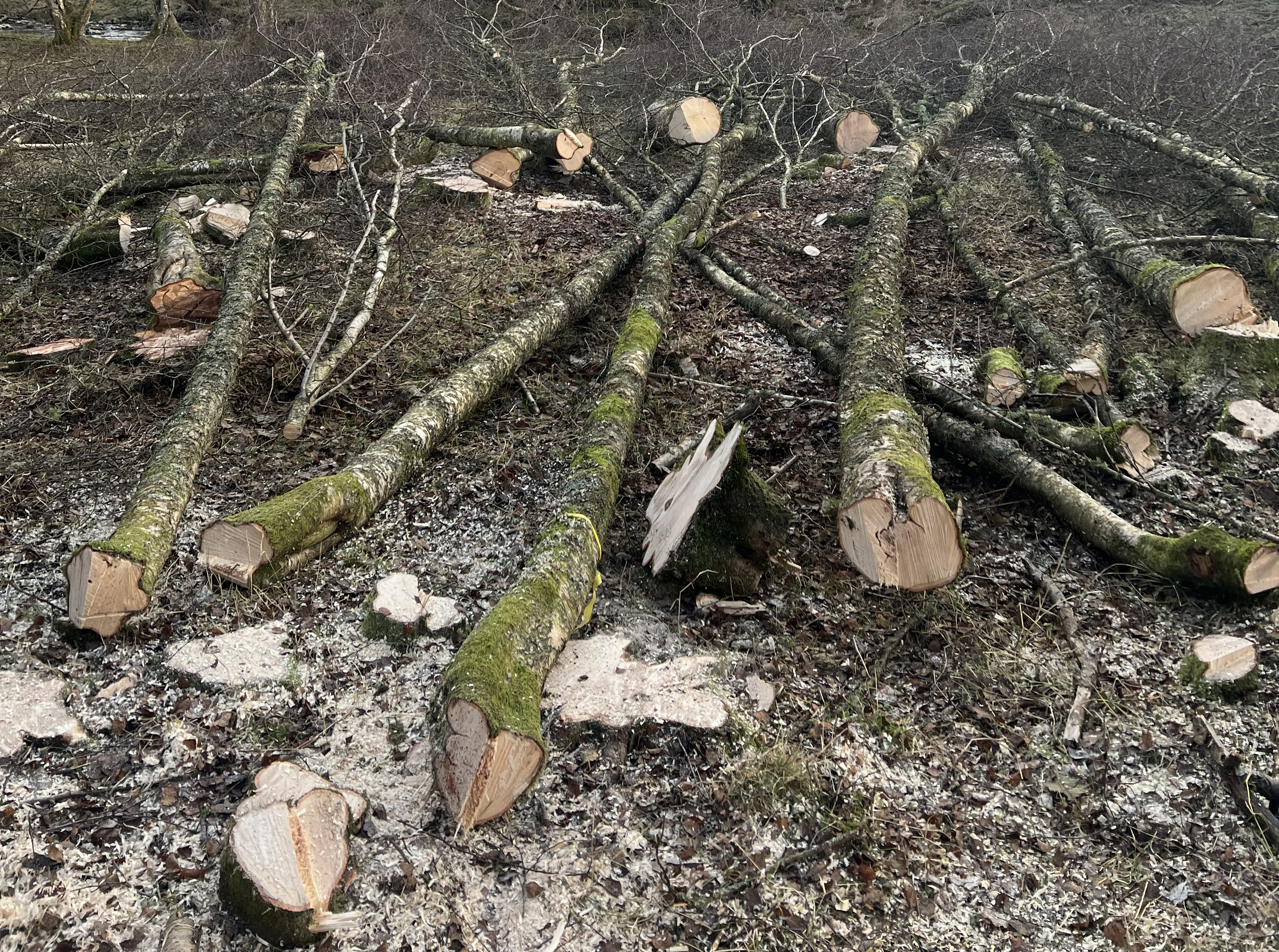 Tree surgery in central Scotland