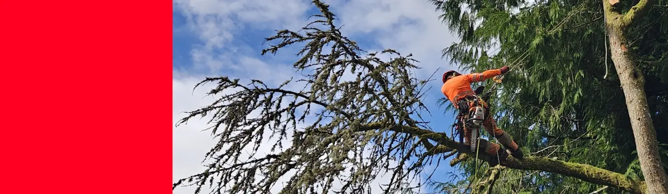 Tree surgeon working at height